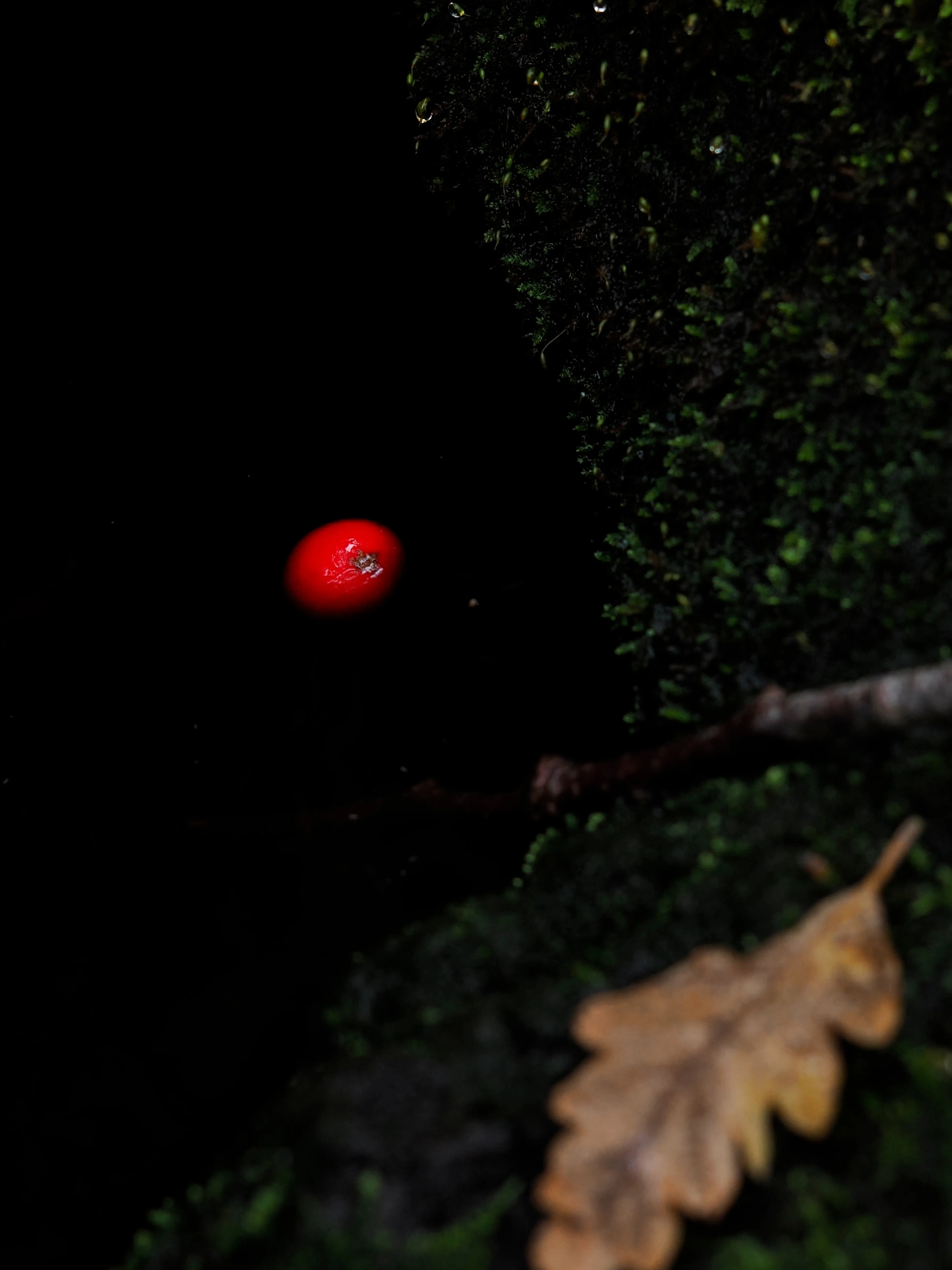 Nel bosco di cerri. La natura che insegna e cresce